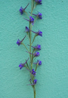 Delphinium halteratum S. et S.