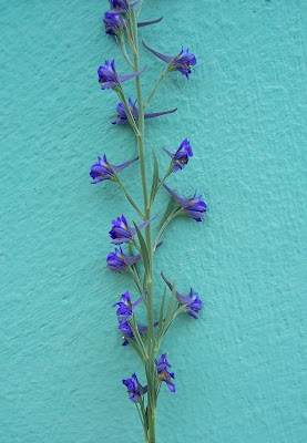 Delphinium halteratum S. et S.