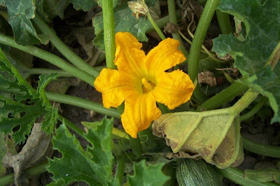 Field pumpkin