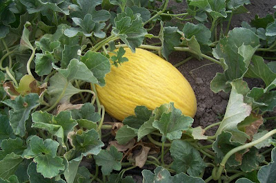 Cantaloupe