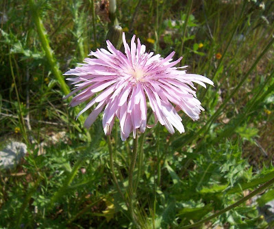 Radicchiella rosea Radicchiella rosea