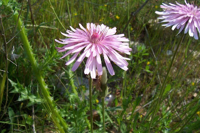 Radicchiella rosea Radicchiella rosea