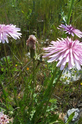 Radicchiella rosea Radicchiella rosea