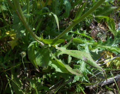 Radicchiella rosea Radicchiella rosea