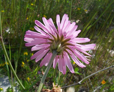 Radicchiella rosea Radicchiella rosea