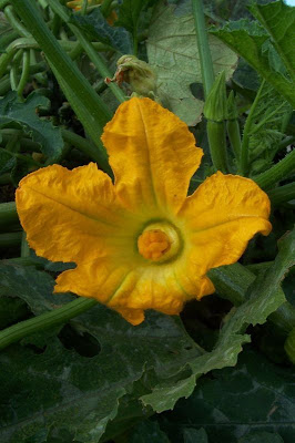 Field pumpkin