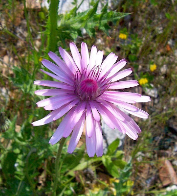 Radicchiella rosea Radicchiella rosea