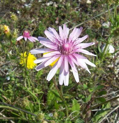 Radicchiella rosea Radicchiella rosea