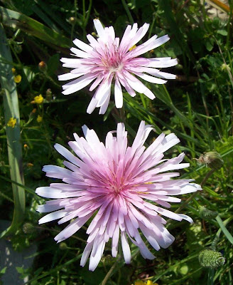 Radicchiella rosea Radicchiella rosea