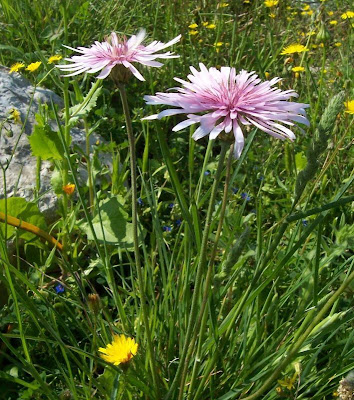 Radicchiella rosea Radicchiella rosea