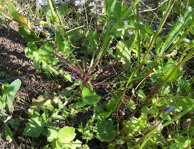 Radicchiella rosea Radicchiella rosea