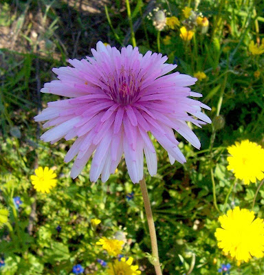 Radicchiella rosea Radicchiella rosea