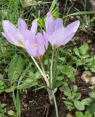 Crocus thomasii Ten.