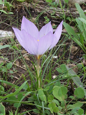 Thomas crocus