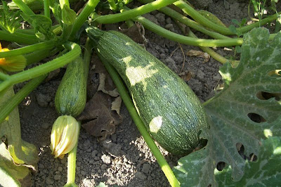 Field pumpkin