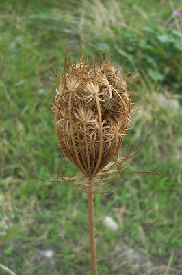 Carota coltivata Carota coltivata