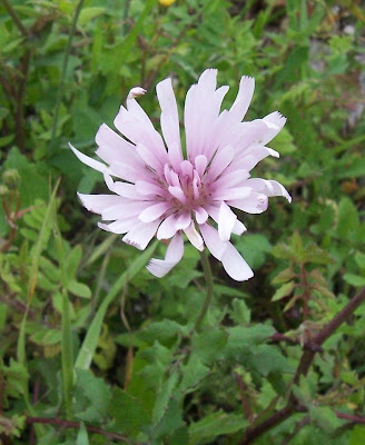 Radicchiella rosea Radicchiella rosea