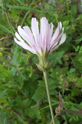 Radicchiella rosea Radicchiella rosea