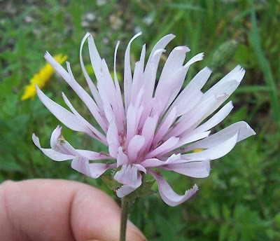Radicchiella rosea Radicchiella rosea