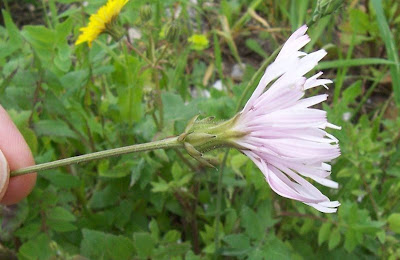 Radicchiella rosea Radicchiella rosea