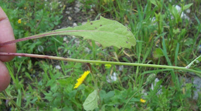 Radicchiella rosea Radicchiella rosea