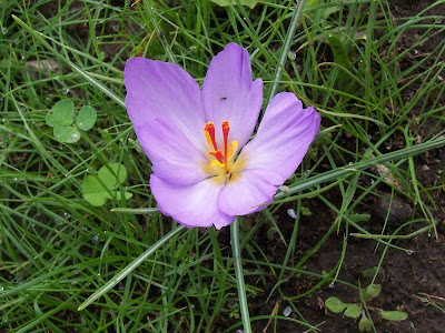 Thomas crocus