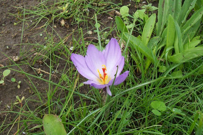 Thomas crocus