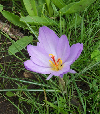 Thomas crocus