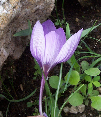 Thomas crocus