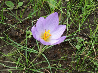 Thomas crocus