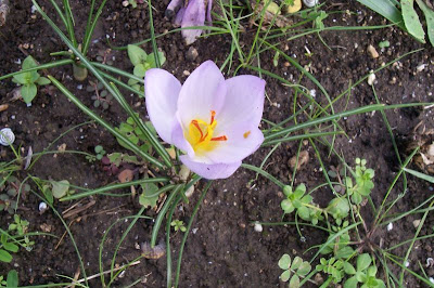 Thomas crocus