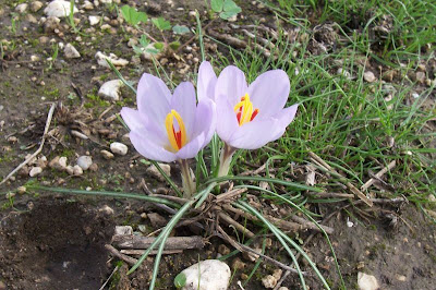 Thomas crocus