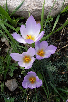 Thomas crocus