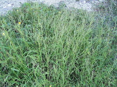 Hairy crab grass