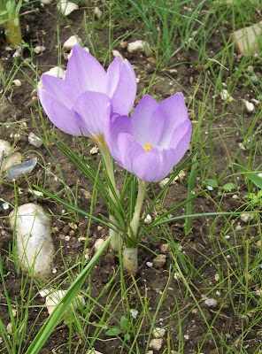 Crocus thomasii Ten.