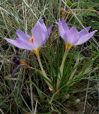 Thomas crocus