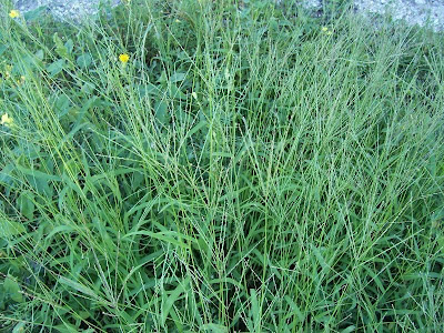 Hairy crab grass