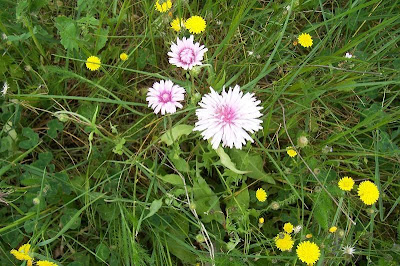 Radicchiella rosea Radicchiella rosea