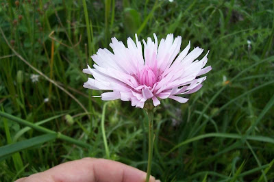 Radicchiella rosea Radicchiella rosea