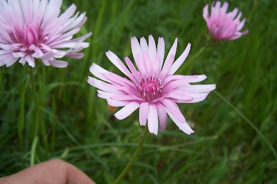 Radicchiella rosea Radicchiella rosea