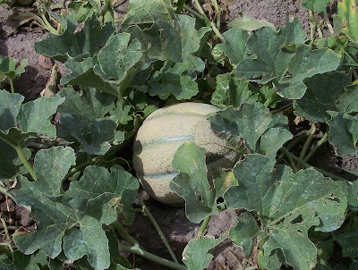 Cantaloupe
