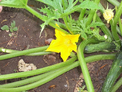 Field pumpkin