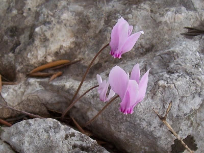 Neaopolitanisches Alpenveilchen