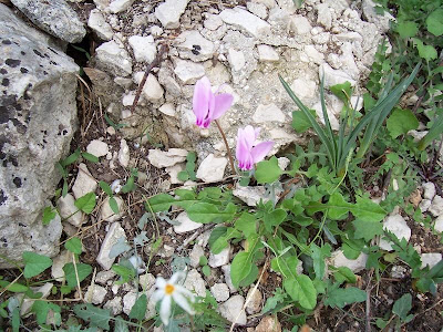 Neaopolitanisches Alpenveilchen