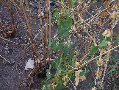 Cynanchum acutum L.
