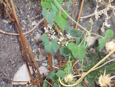 Cynanchum acutum L.