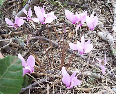 Neaopolitanisches Alpenveilchen
