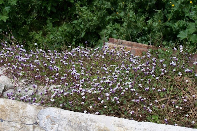 Oxford-ivy