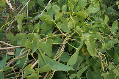 Cynanchum acutum L.