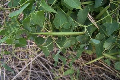 Cynanchum acutum L.